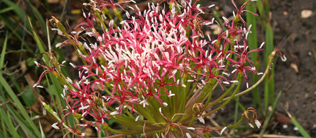 Irma Booysen Flora Reserve